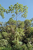 The cloud forest near the Cock of the Rock leks in the Manu reserve 